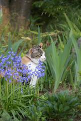 庭でくつろぐ三毛猫