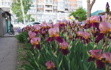 Perennial rhizome of the iris family. Beautiful summer flower. Home garden, flowerbed. Iris. Solar. Luxurious purple flower.