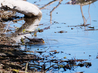 blackbird bathing in the water of a pond