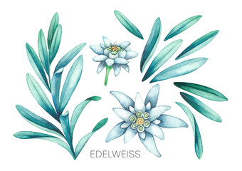 Collection of watercolor edelweiss flowers and leaves.