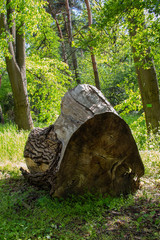 Old tree bough in a botanical park