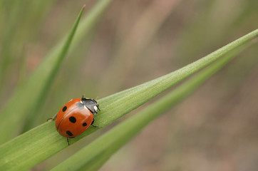 Obraz premium Macro, nature image of ladybugs. Background, there is a place for text.