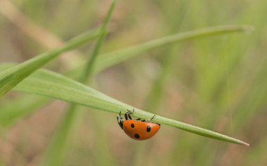 Macro, nature image of ladybugs. Background, there is a place for text.