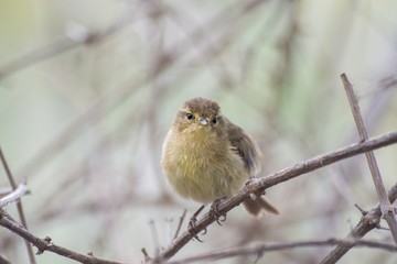 Mosquitero común (Phylloscopus collybita) sobre una rama mirando a la cámara.