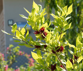 (Calycanthus floridus) Grün und Dunkelroten Frühlingsblüte von Echte Gewürzstrauch oder...