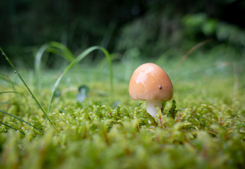 Mushroom in the Moss on the Forest Floor