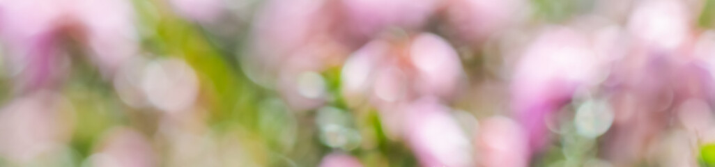 A blurry background of pink spring flowers