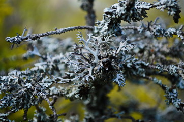 Gray lichen on the green spruce branch