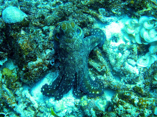 octopus underwater, coral reef, scuba diving