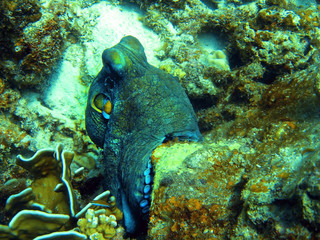 octopus underwater, coral reef, scuba diving