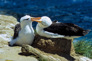Albatros à sourcils noirs,.Thalassarche melanophris, Black browed Albatross, Iles Falkland, Iles Malouines