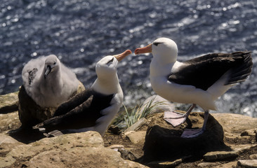Albatros à sourcils noirs,.Thalassarche melanophris, Black browed Albatross, Iles Falkland, Iles...