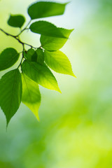 新緑　イメージ