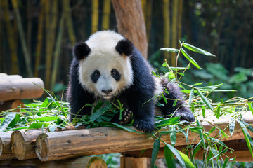 Obraz premium Cute panda sitting on bamboo leaves
