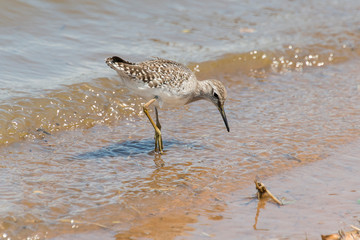 Chevalier sylvain,.Tringa glareola , Wood Sandpiper