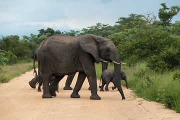 Naklejka premium Eléphant d'Afrique, Loxodonta africana, Parc national Kruger, Afrique du Sud