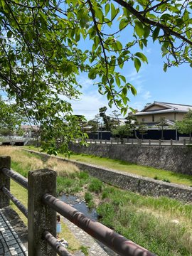 Ashiya liver