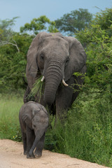 Eléphant d'Afrique, Loxodonta africana, Parc national Kruger, Afrique du Sud