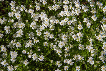 Small, white, wild flowers in the meadow