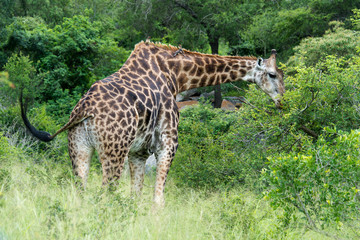 Obraz premium Girafe, Giraffa Camelopardalis, Parc national Kruger, Afrique du Sud