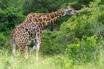 Girafe, Giraffa Camelopardalis, Parc national Kruger, Afrique du Sud