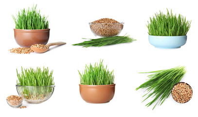 Set with fresh wheat grass on white background