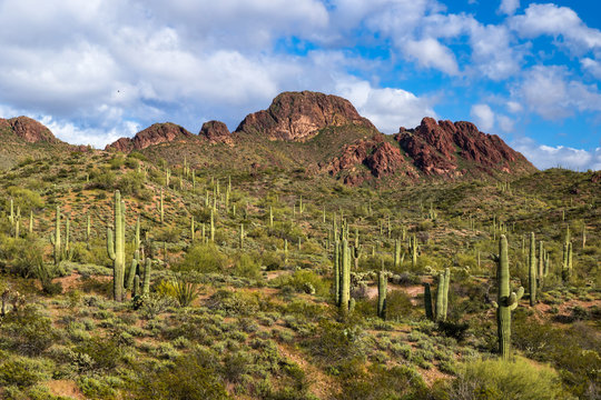 Vulture Peak in springtime, Arizona's Sonoran desert. Tall Saguaro Cactus litter the hillside, surrounded by green desert plants. Rocky peak, blue sky and clouds in the background. 
