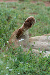 lion, femelle, lionne, Panthera leo, Afrique