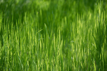 Fresh spring green grass in the forest