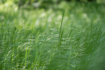 Fresh spring green grass in the forest
