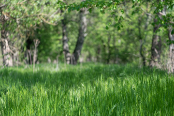 Fresh spring green grass in the forest