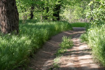 Dirt road through the forest