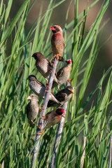 Travailleur à bec rouge,.Quelea quelea, Red billed Quelea