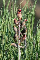 Travailleur à bec rouge,.Quelea quelea, Red billed Quelea