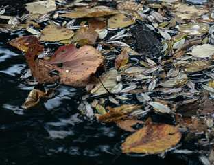 水辺に溜まった落ち葉（Fallen leaves collected on the water's edge）