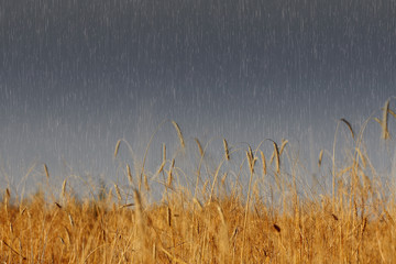 Heavy rain over wheat field on grey day