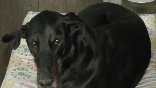 Cane dobermann nero seduto
