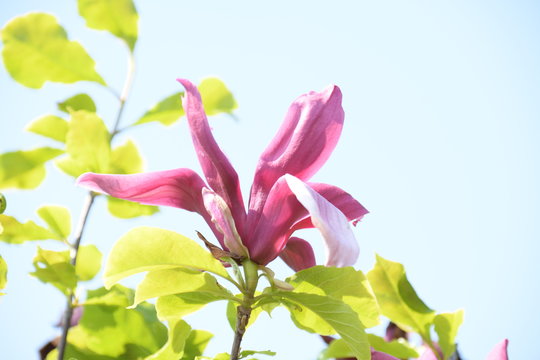 26 Best 紫木蓮の花 Images Stock Photos Vectors Adobe Stock