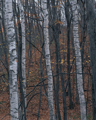 白樺の木と紅葉（Birch trees and autumn leaves）