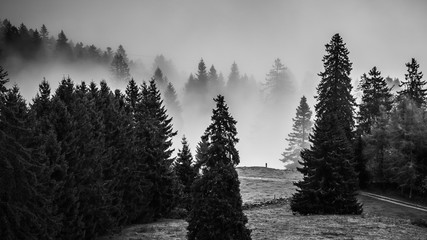 Forêt en brouillard