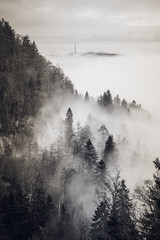 Brouillard dans la forêt mystique