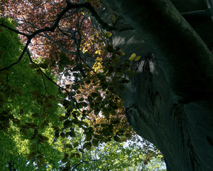 北大植物園の大木（Big tree of Botanic Garden Hokkaido University , Sapporo）