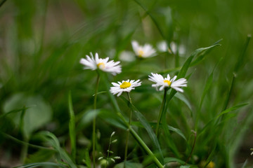Daisy flowers closeup
