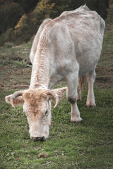 wild cow in the mountains.