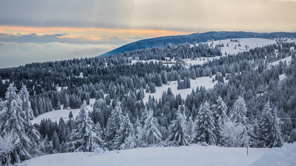 Obraz premium Forêt enneigée