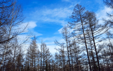 Low Angle View Of Bare Trees Against Sky