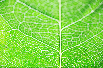 Macro shot of a flower petal with splashes and drops of water. Texture of leaf and petal on a background of blurry splashes.