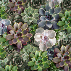 Many beautiful succulent plants as background, top view