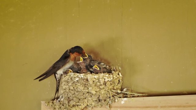 Closeup of swallow feeding its babies in mud nest under eaves