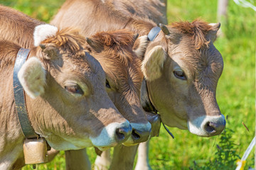 Kälbchen - Allgäu - niedlich - viele - lustig 